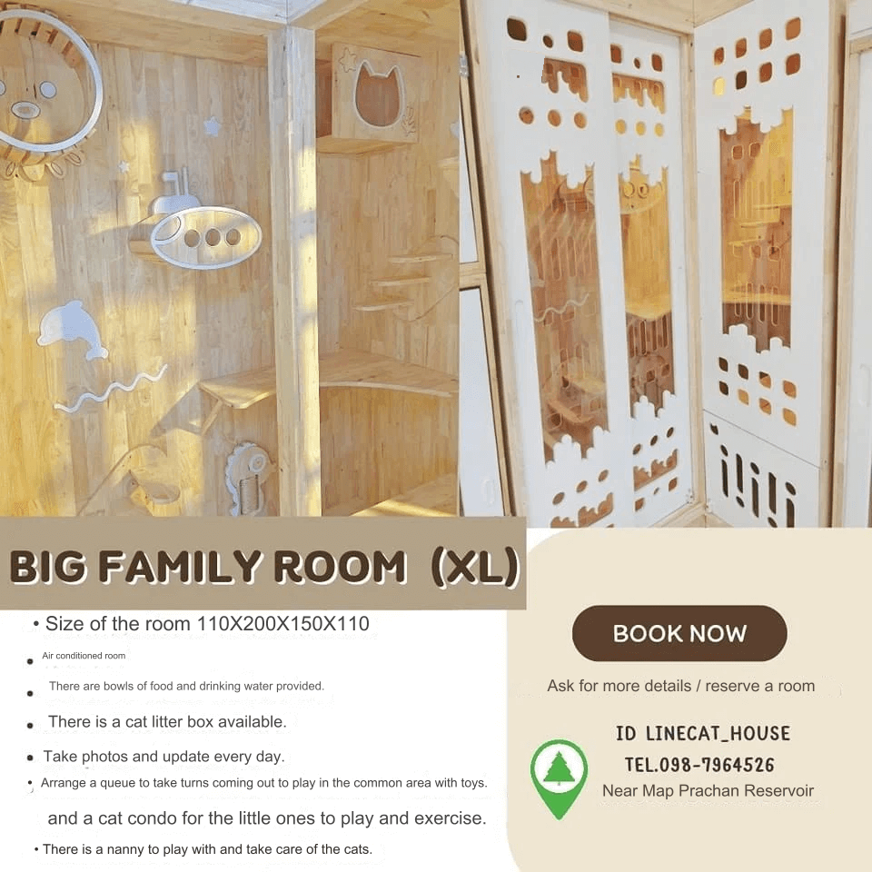 Cat House Hotel and petshop Pattaya, big family room