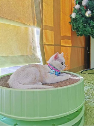 Cat House Hotel and petshop Pattaya, white cat, hotel guest