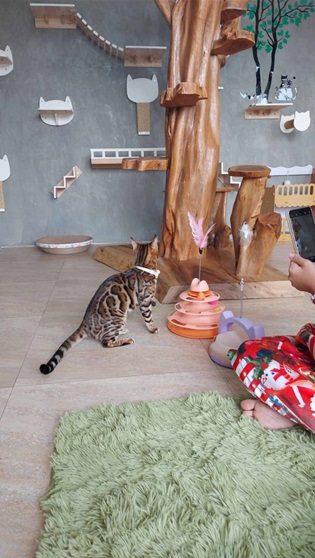 Cat House Hotel and petshop Pattaya, a grey cat is a hotel guest