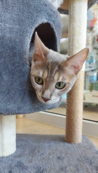Cat House Hotel and petshop Pattaya, cat playing at playroom
