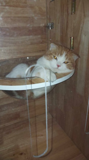 Cat House Hotel and petshop Pattaya, a guest cat take a rest