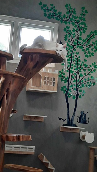 Cat House Hotel and petshop Pattaya, a cat enjoy it hy and dry