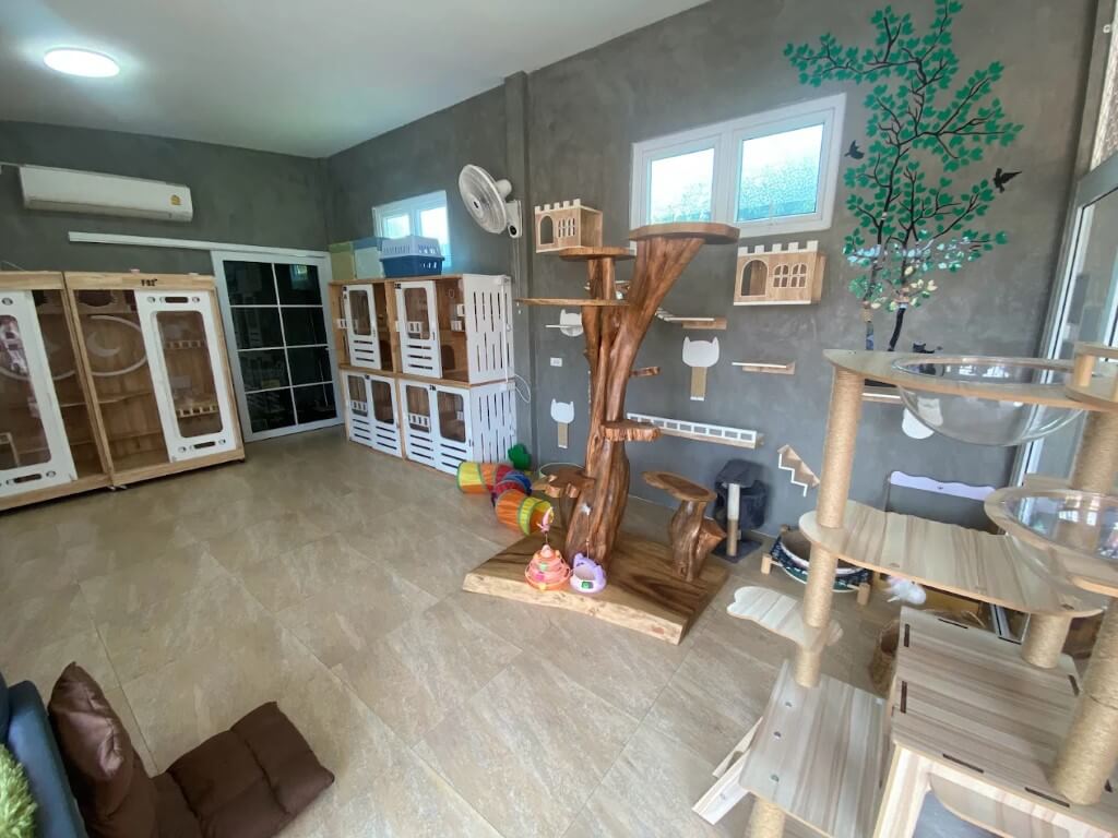 Cat House Hotel and petshop Pattaya, paradise for cat's