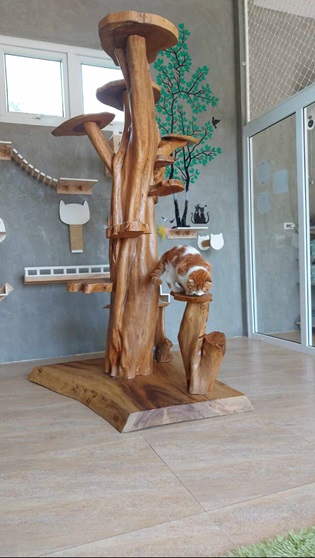 Cat House Hotel and petshop Pattaya,cat playing on the cat tower